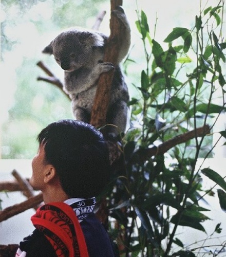 Koala at the zoo. Photo: L. Bobke